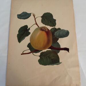 Vintage Botanical yellow apple Print
